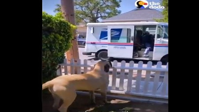 dog and mailwoman
