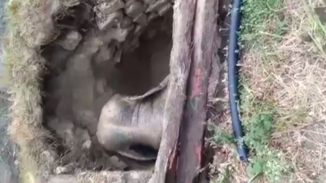 elephant falls into well odisha