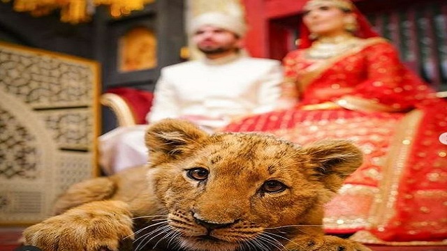 lion cub as a prop in wedding photoshoot