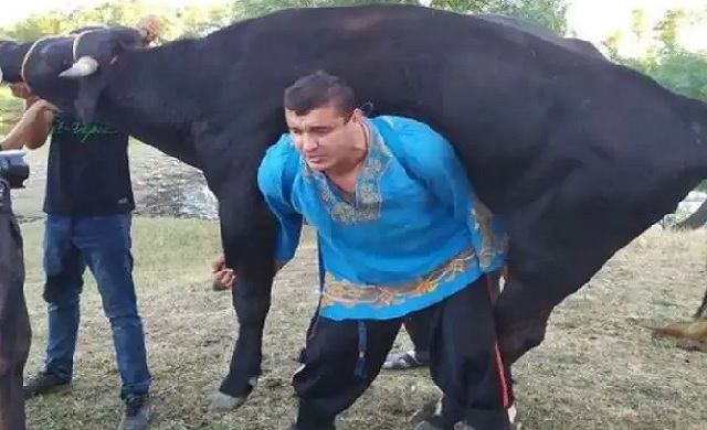 man lifts buffalo