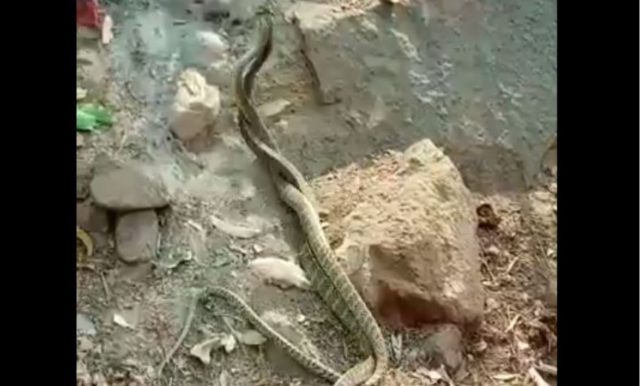 dance by pair of snakes