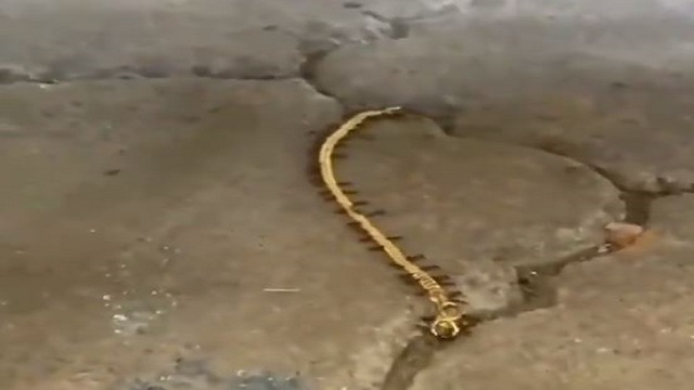 ants try steal gold chain