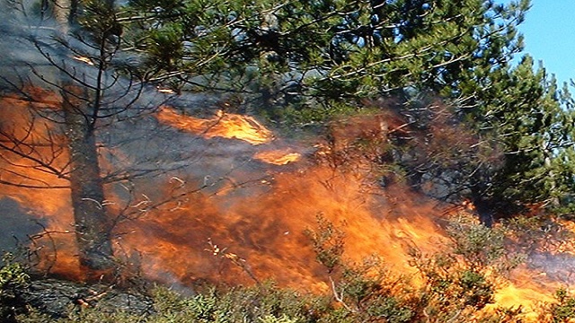 similipal forest fire