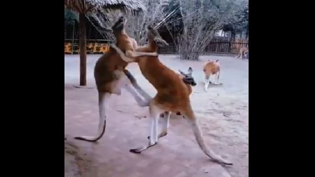 This 'Funny' And 'Cute' Viral Video Of Kangaroo Fight Will Definitely Amuse  You