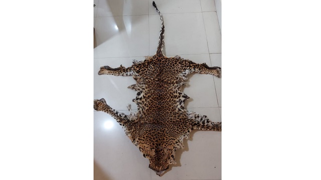 leopard skin odisha