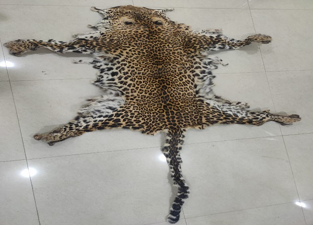 leopard skin seized