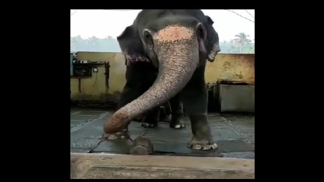 Elephant's Dance Video To Bollywood Song 'Namo Namo Ji Shankara' Goes  Viral; Watch