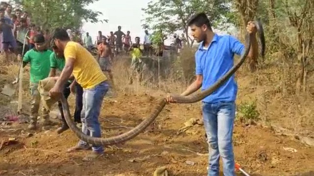 Huge King Cobra Rescued In Odisha