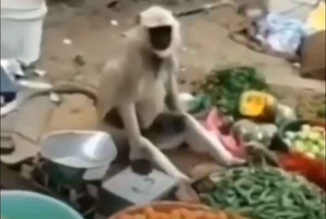 monkey selling vegetables