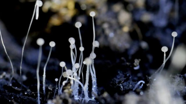 black fungus in karnataka