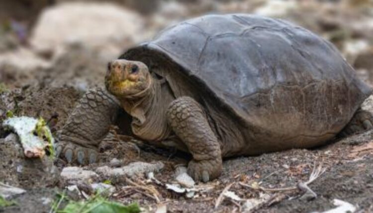 tortoise recovered odisha