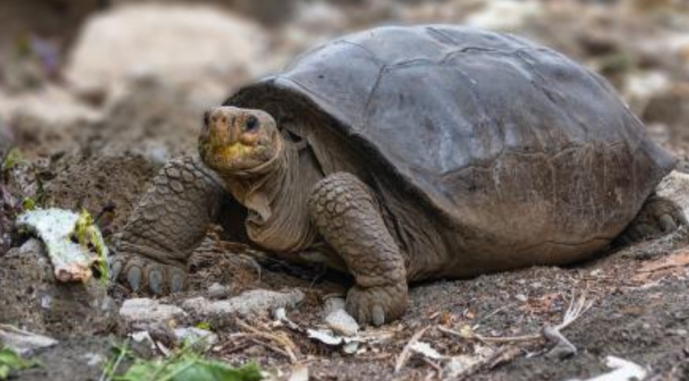 tortoise recovered odisha