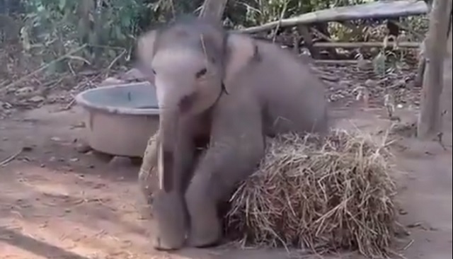 Baby elephant video