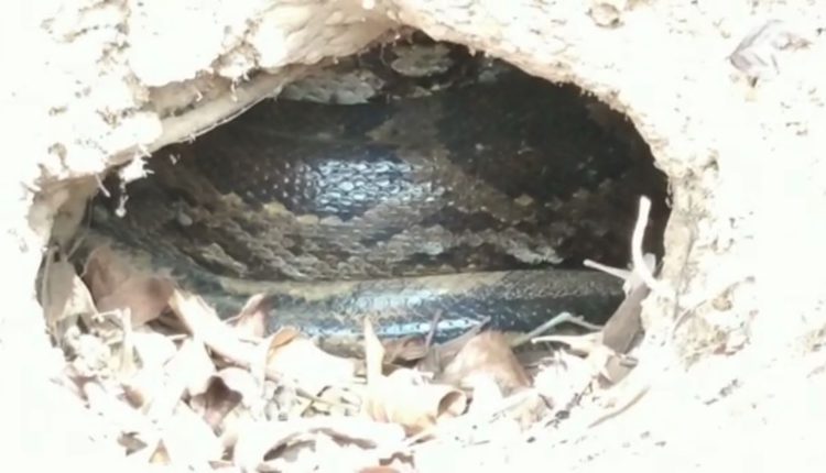 python found in Odisha