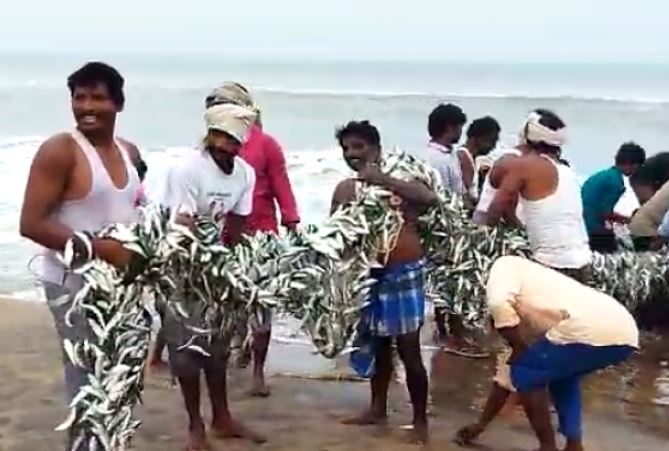 dead fishes in odisha beach