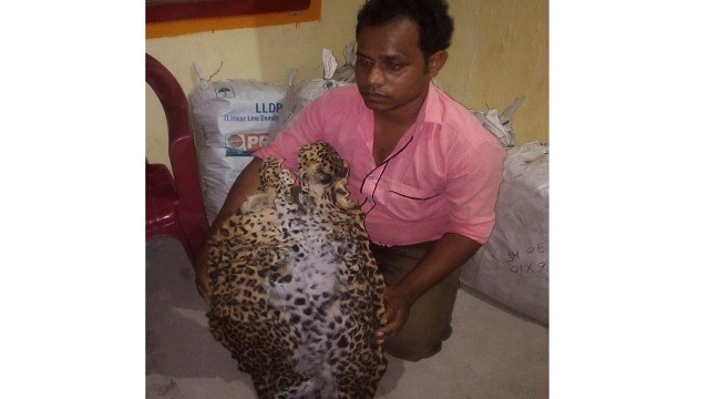 leopard skin seized in balangir