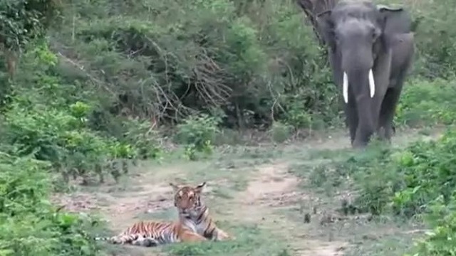elephant tiger viral video