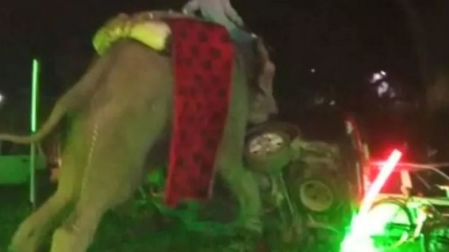 elephant on rampage at wedding