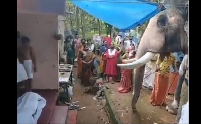 elephant pays tribute to its mahout
