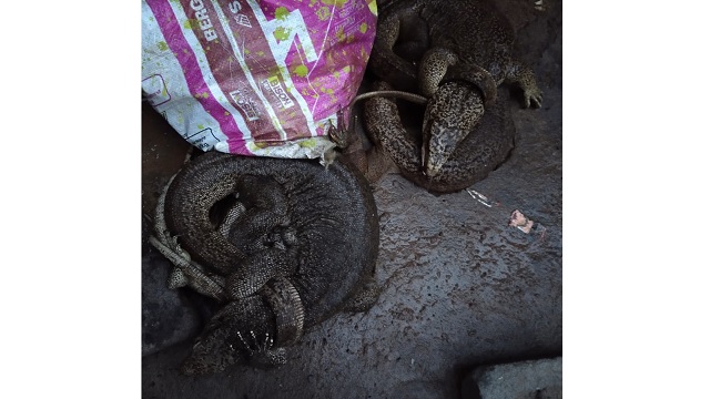monitor lizard seized in bhubaneswar