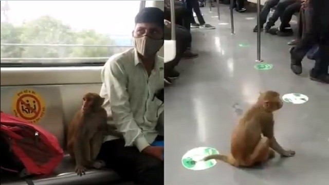 monkey on delhi metro
