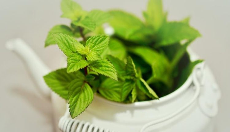 Mint Leaves health benefits