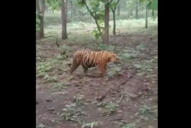 tiger roaming in keonjhar