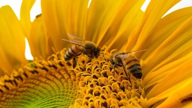 how to use bee pollen in your diet