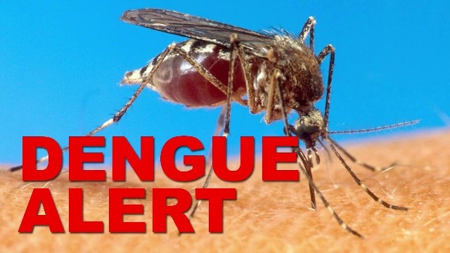 dengue cases in odisha