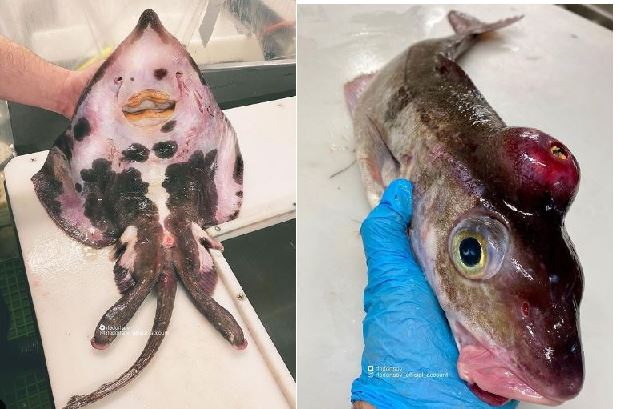 Russian fisherman catches weird fish looking like alien