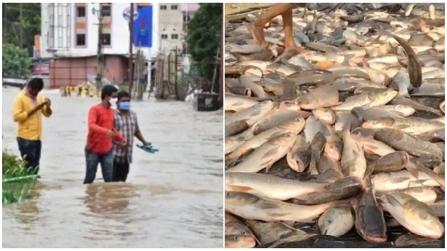Telangana locals go fishing on streets