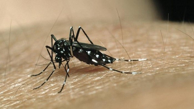 mosquitoes will carry malaria vaccine