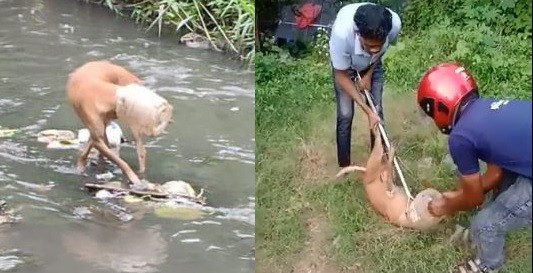 Watch) Bhubaneswar: BMC team rescues stray dog, Call on this phone number  for animal rescue