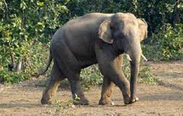 Two children trampled to death by elephant