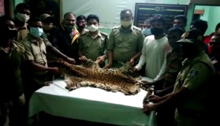 tiger skin seized in nabrangpur