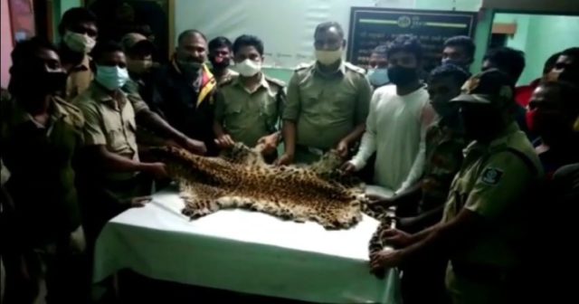 tiger skin seized in nabrangpur