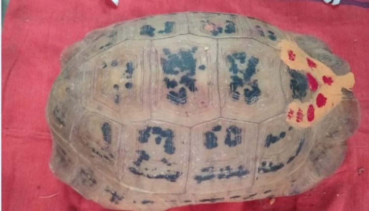 Rare tortoise found in Odisha’s Rayagada