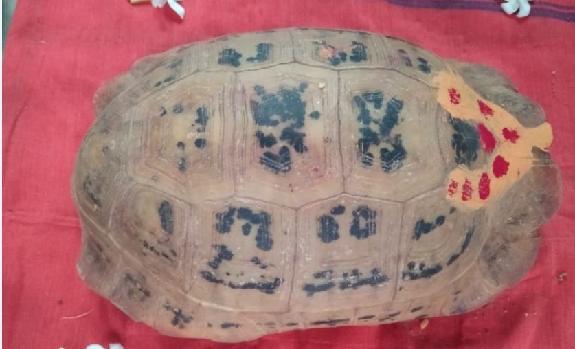 Rare tortoise found in Odisha’s Rayagada