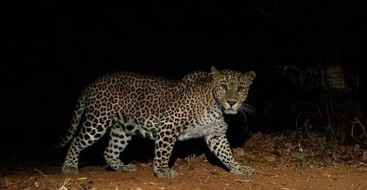 leopard kills toddler in goregaon