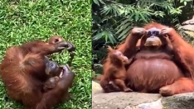 orangutan wearing sunglasses