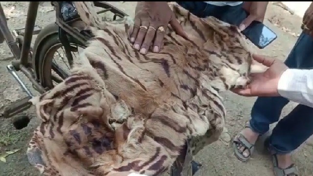 tiger skin seized in dharmagarh