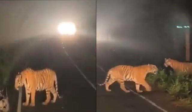 tigers halt traffic