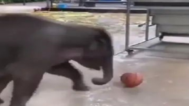 baby elephant playing with ball