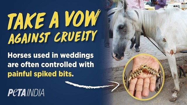 peta campaign for horse-free wedding