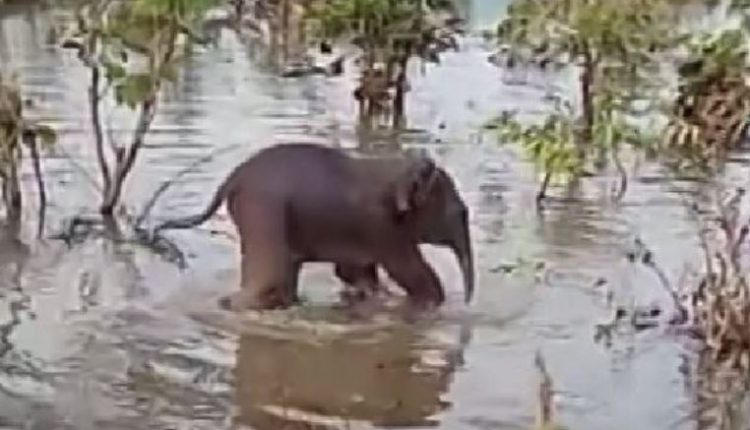 elephant calf rescued in Angul