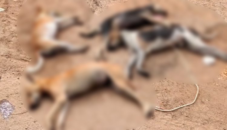 man poisons 20 dogs in Choudwar