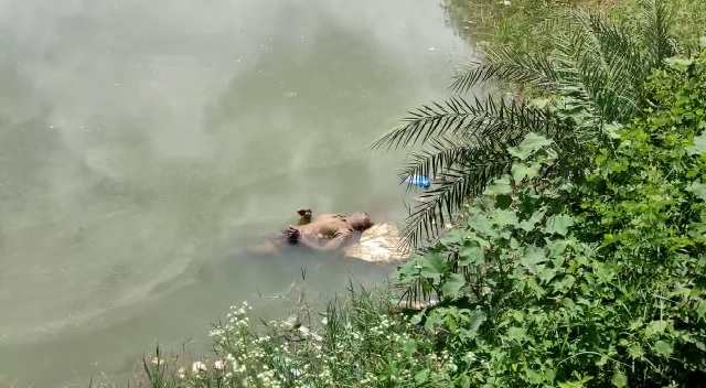 Mutilated body of old man recovered from pond in Gajapati dist