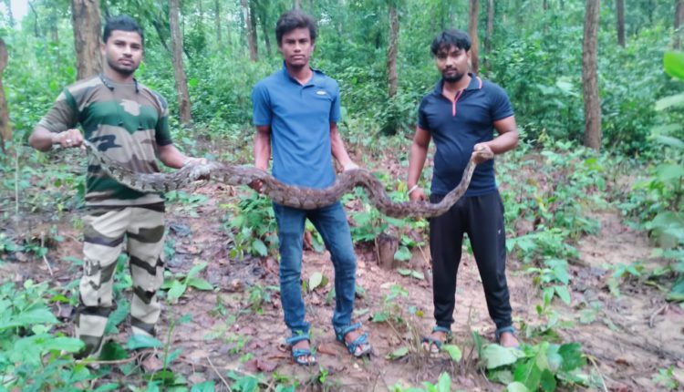 12 feet long python rescued