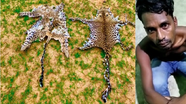 leopard skin seized in boudh