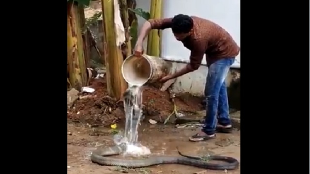 man giving bath to cobra